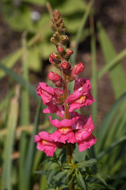 Jardin des Impressionnistes-MAI14-044